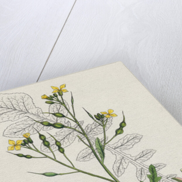 Raphanus Maritimus Sea Radish- by Anonymous