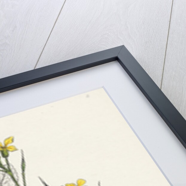 Raphanus Maritimus Sea Radish- by Anonymous