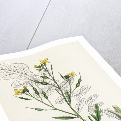 Raphanus Maritimus Sea Radish- by Anonymous