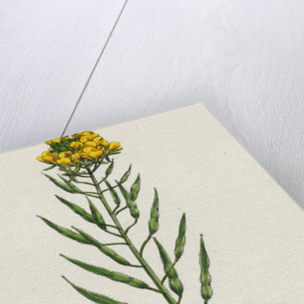 Brassica Alba White Mustard by Anonymous