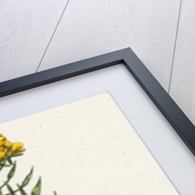 Brassica Alba White Mustard by Anonymous