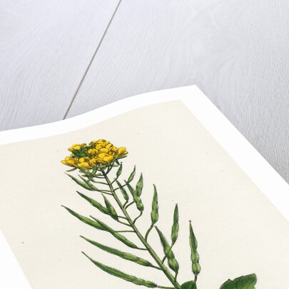 Brassica Alba White Mustard by Anonymous