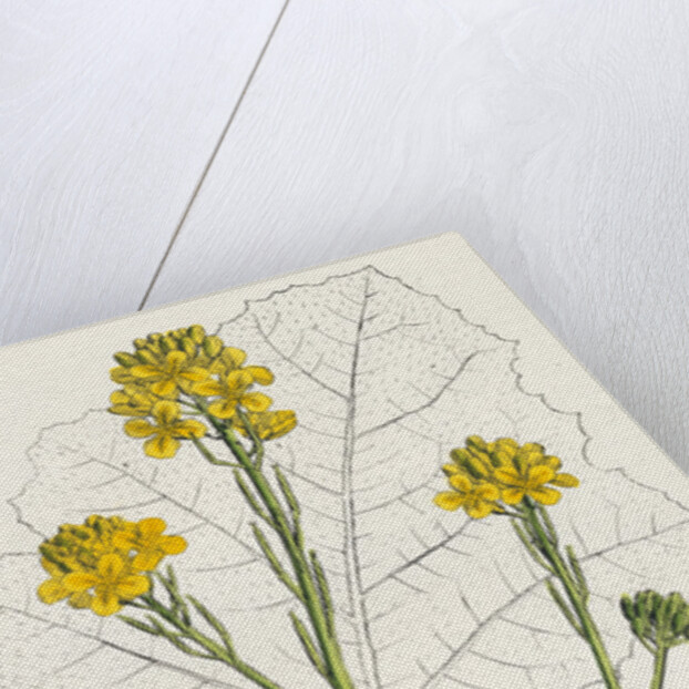 Brassica Nigra Black Mustard by Anonymous