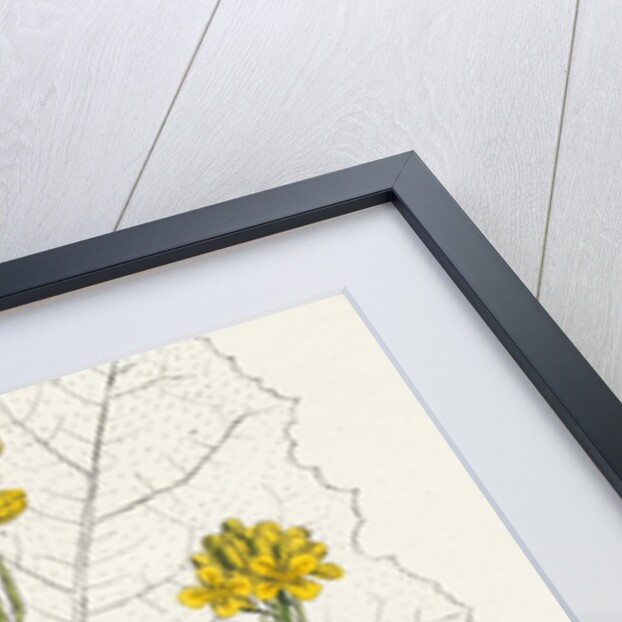 Brassica Nigra Black Mustard by Anonymous