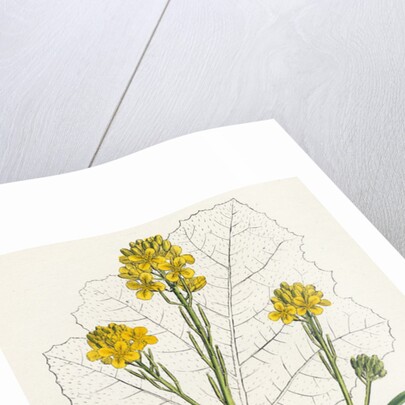 Brassica Nigra Black Mustard by Anonymous