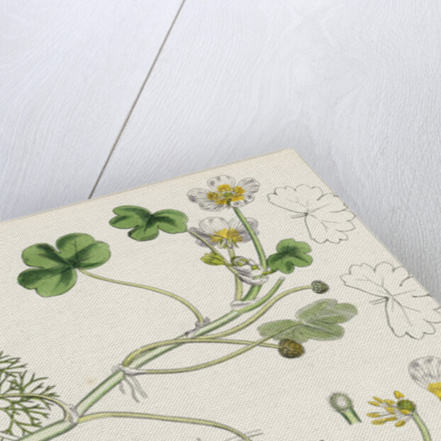 Ranunculus Peltatus Vulgaris Common Water-Crowfoot by Anonymous