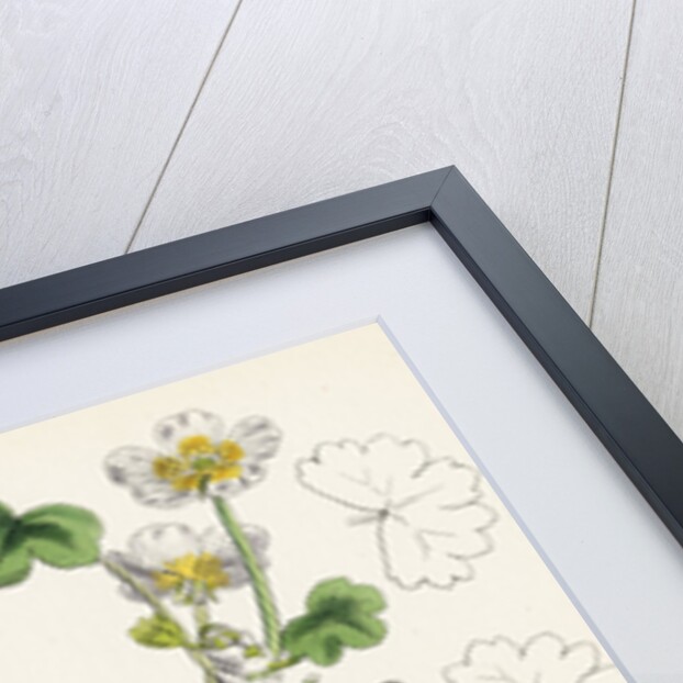 Ranunculus Peltatus Vulgaris Common Water-Crowfoot by Anonymous