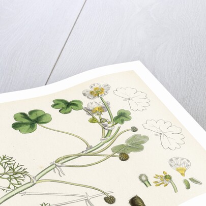 Ranunculus Peltatus Vulgaris Common Water-Crowfoot by Anonymous