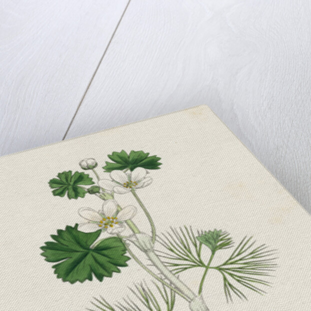 Ranunculus Heterophyllus Various Leaved Water-Crowfoot by Anonymous