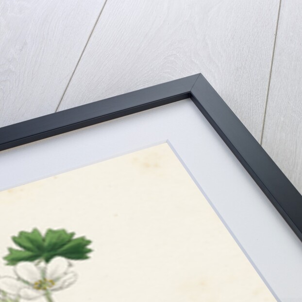 Ranunculus Heterophyllus Various Leaved Water-Crowfoot by Anonymous