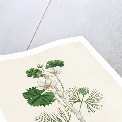 Ranunculus Heterophyllus Various Leaved Water-Crowfoot by Anonymous