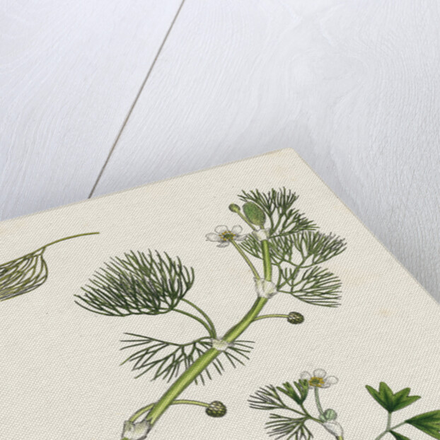 Ranunculus Drouetii Drouet's Water-Crowfoot by Anonymous