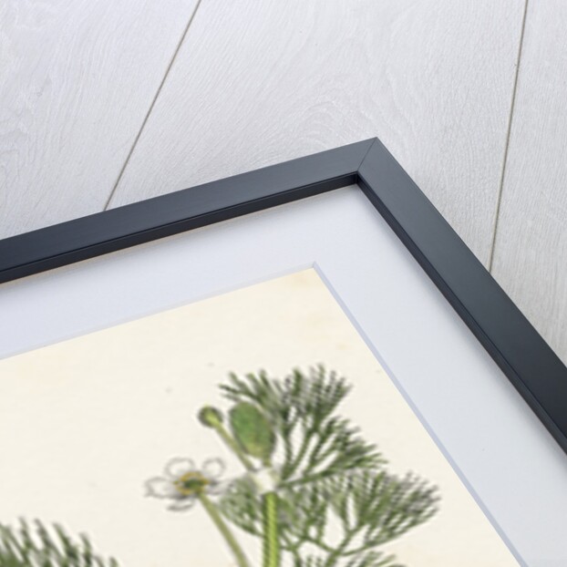 Ranunculus Drouetii Drouet's Water-Crowfoot by Anonymous