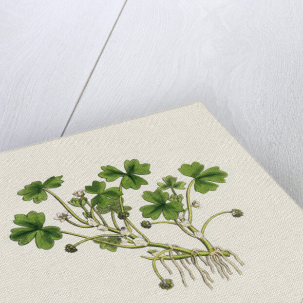 Ranunculus Tripartitus Three-Lobed Water-Crowfoot- by Anonymous