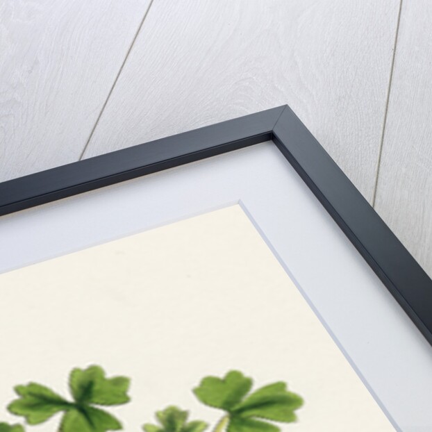 Ranunculus Tripartitus Three-Lobed Water-Crowfoot- by Anonymous