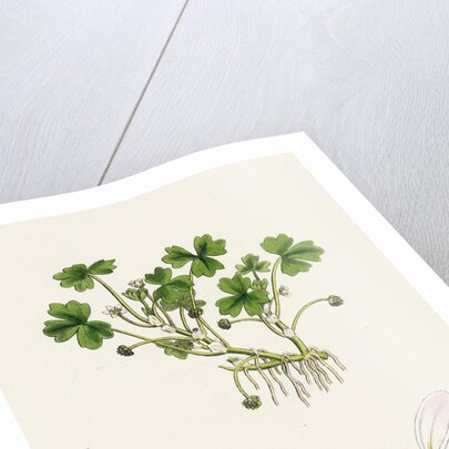Ranunculus Tripartitus Three-Lobed Water-Crowfoot- by Anonymous