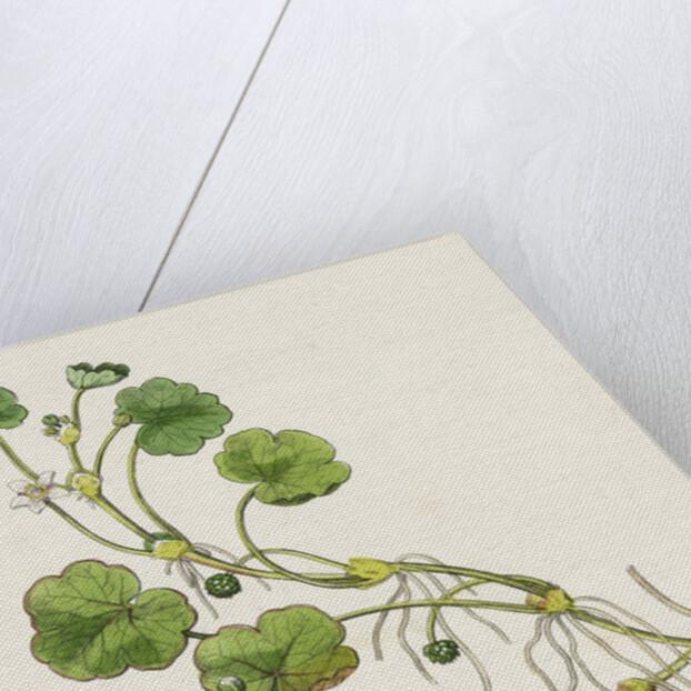 Ranunculus Lenormandi Lenormand's Water-Crowfoot by Anonymous