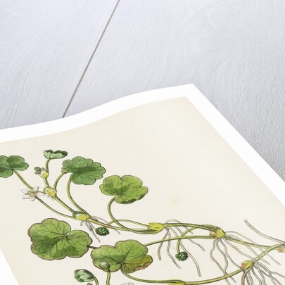 Ranunculus Lenormandi Lenormand's Water-Crowfoot by Anonymous