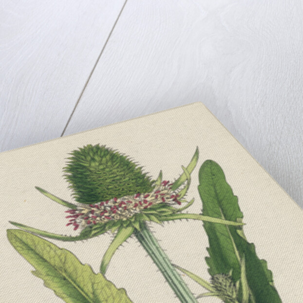 Dipsacus Fullonum Cultivated Teasel by Anonymous