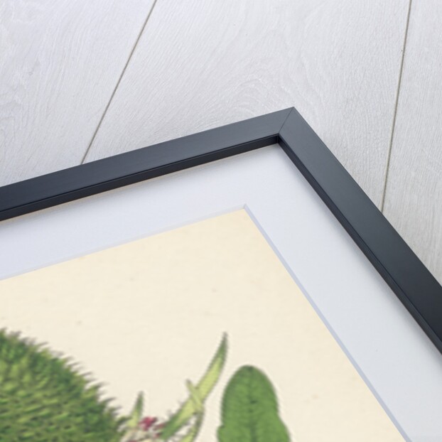 Dipsacus Fullonum Cultivated Teasel by Anonymous