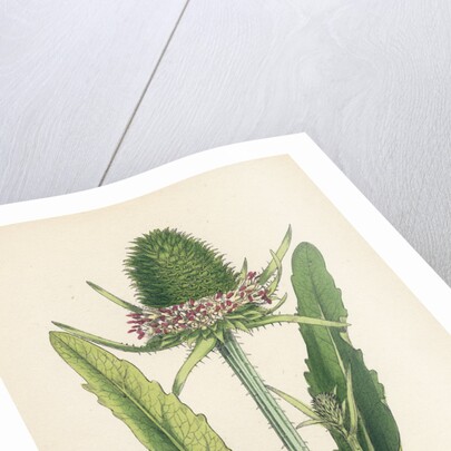 Dipsacus Fullonum Cultivated Teasel by Anonymous