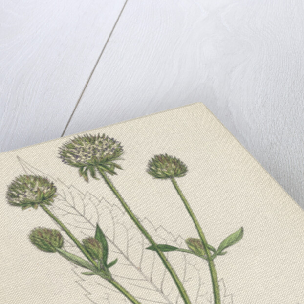 Dipsacus Pilosus Small Teasel by Anonymous