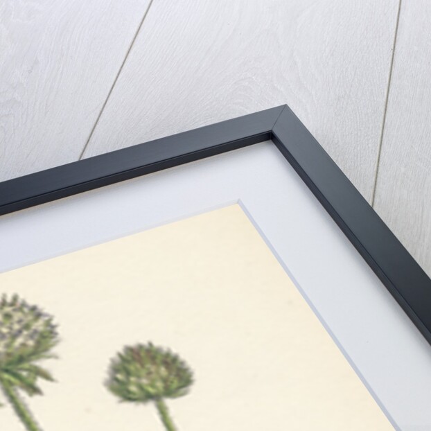 Dipsacus Pilosus Small Teasel by Anonymous