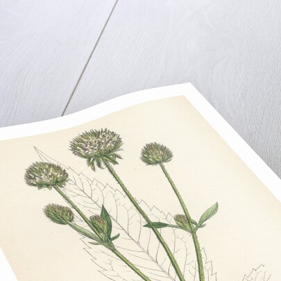 Dipsacus Pilosus Small Teasel by Anonymous