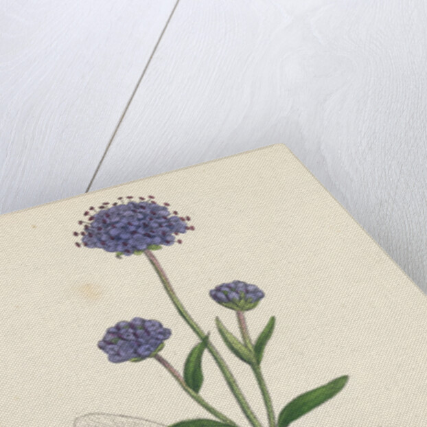 Scabiosa Succisa Devil's-Bit Scabious by Anonymous