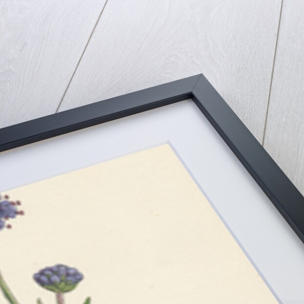 Scabiosa Succisa Devil's-Bit Scabious by Anonymous