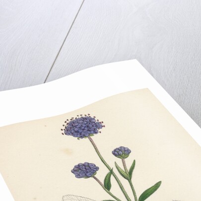 Scabiosa Succisa Devil's-Bit Scabious by Anonymous