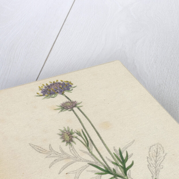 Scabiosa Columbaria Small Scabious by Anonymous