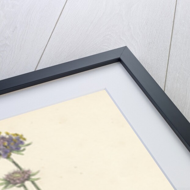 Scabiosa Columbaria Small Scabious by Anonymous