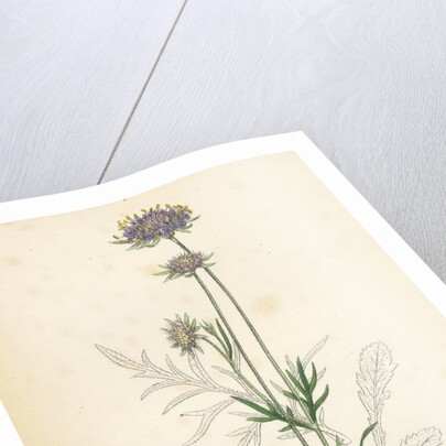 Scabiosa Columbaria Small Scabious by Anonymous