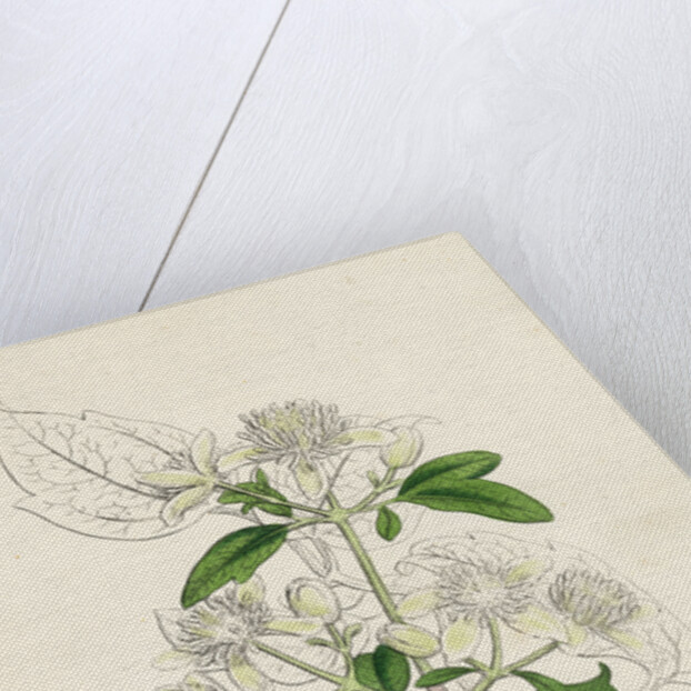 Clematis Vitalba Common Traveller's Joy by Anonymous