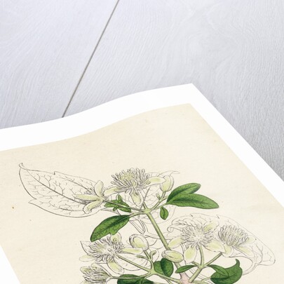 Clematis Vitalba Common Traveller's Joy by Anonymous