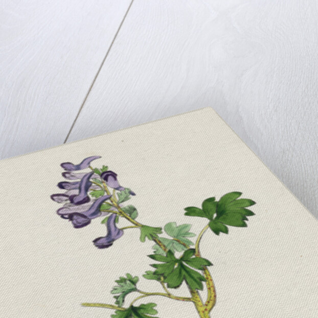 Corydalis Solida Solid Bulbous Fumitory by Anonymous