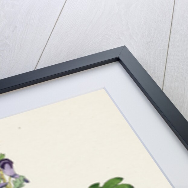 Corydalis Solida Solid Bulbous Fumitory by Anonymous