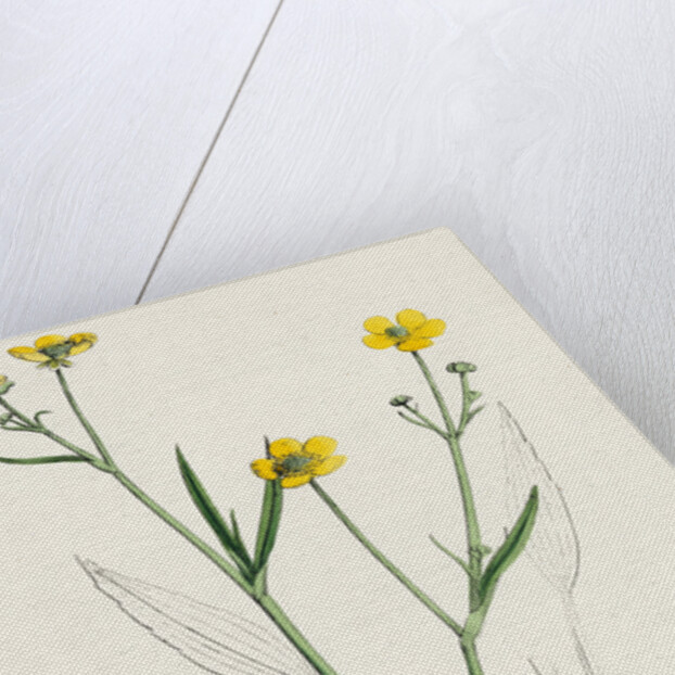 Ranunculus Eu-Flammula Lesser Spearwort by Anonymous