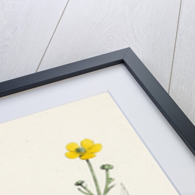 Ranunculus Eu-Flammula Lesser Spearwort by Anonymous