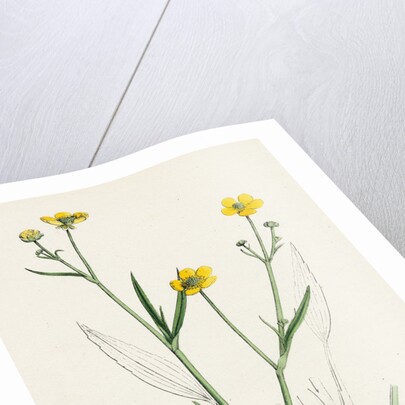 Ranunculus Eu-Flammula Lesser Spearwort by Anonymous
