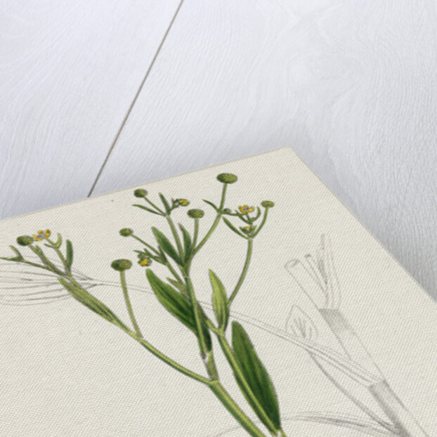 Ranunculus Ophioglossifolius Adder's Tongue-Leaved Crowfoot by Anonymous