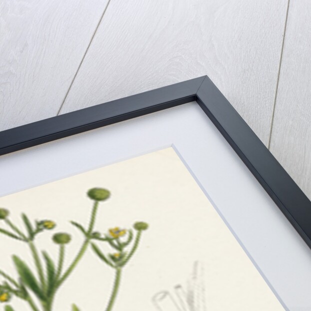 Ranunculus Ophioglossifolius Adder's Tongue-Leaved Crowfoot by Anonymous