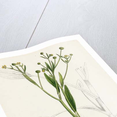 Ranunculus Ophioglossifolius Adder's Tongue-Leaved Crowfoot by Anonymous