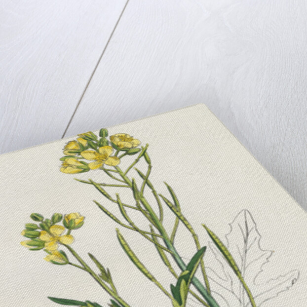 Brassica Tenuifolia Wall Rocket by Anonymous