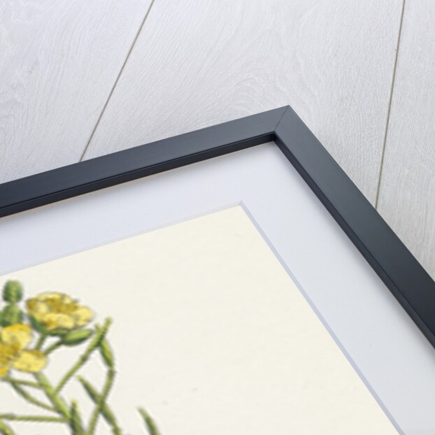 Brassica Tenuifolia Wall Rocket by Anonymous