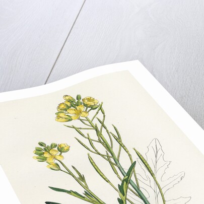 Brassica Tenuifolia Wall Rocket by Anonymous