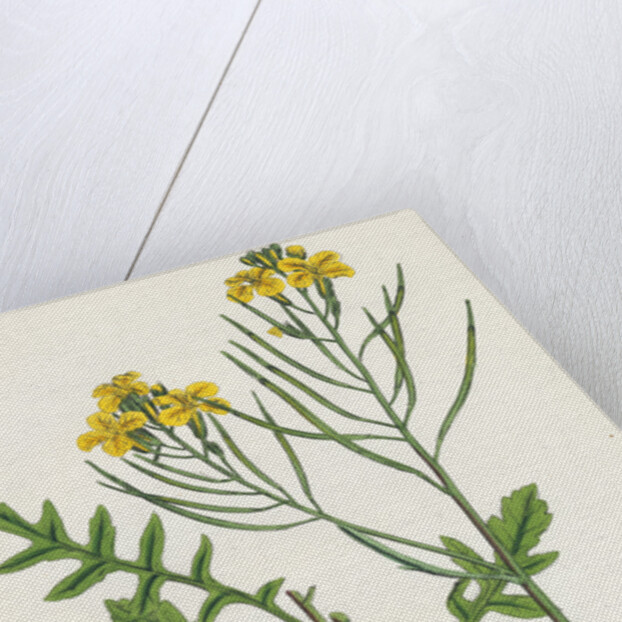 Brassica Cheiranthus Tall Wallflower-Cabbage by Anonymous