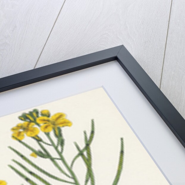 Brassica Cheiranthus Tall Wallflower-Cabbage by Anonymous