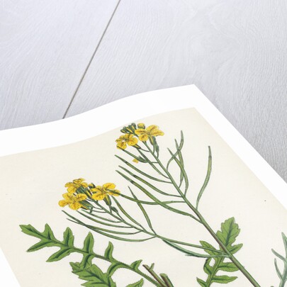 Brassica Cheiranthus Tall Wallflower-Cabbage by Anonymous